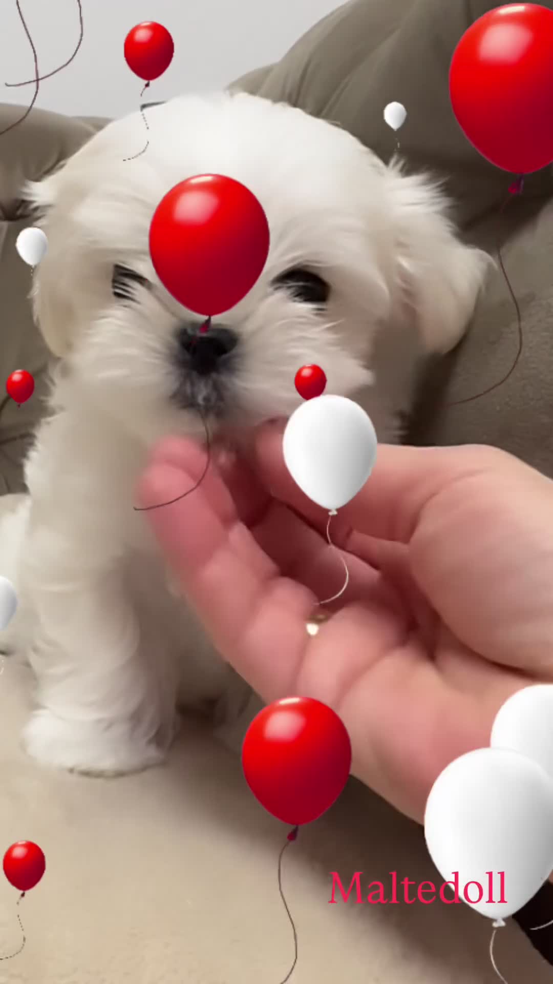 Maltese dogs for sale: 🌟Stunning Tiny Korean Maltese KC Reg🌟 - Video 1