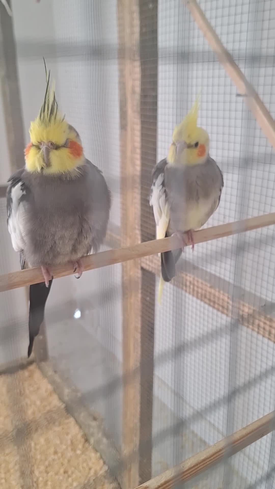 Cockatiels birds for sale: Pair of Cockatiels - Video 2