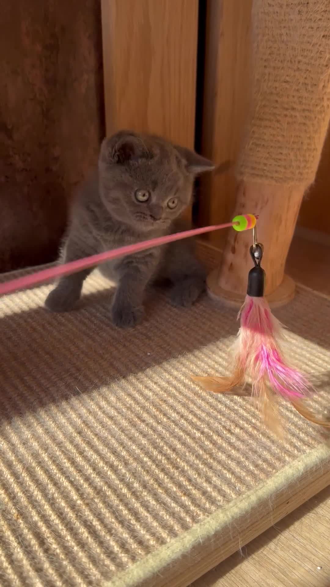 British Shorthair cats for sale: 3 British shorthair kittens - Video 1