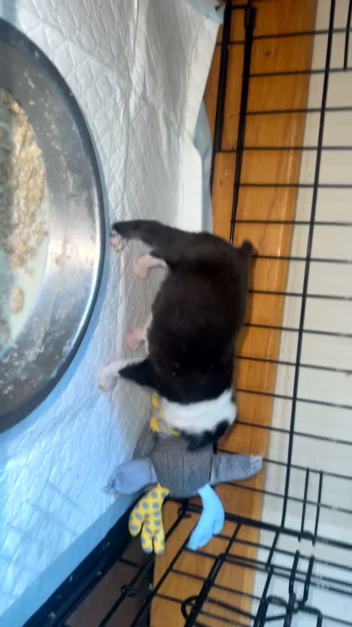 Boston Terrier dogs for sale: Rare opportunity/ KC reg Boston terrier  in Chester-le-Street - Video 1