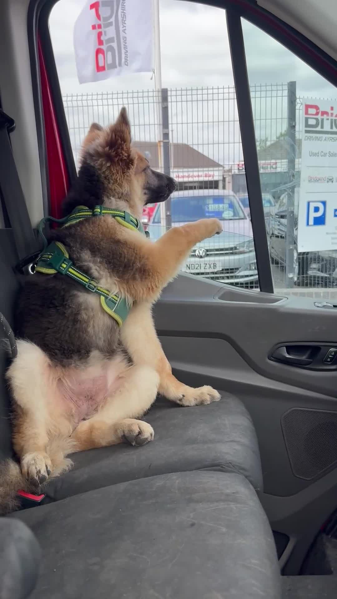German Shepherd dogs for sale: This is Roxy 6 and a half months old pup - Video 1