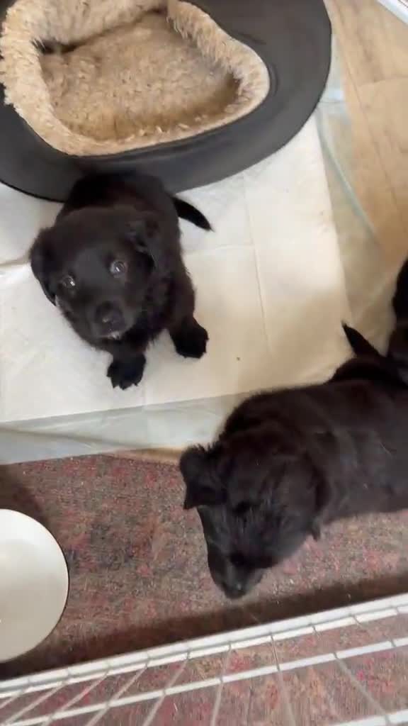 Mixed Breed dogs for sale: Jack russel terrier x shorkie puppies  in Congleton - Video 1
