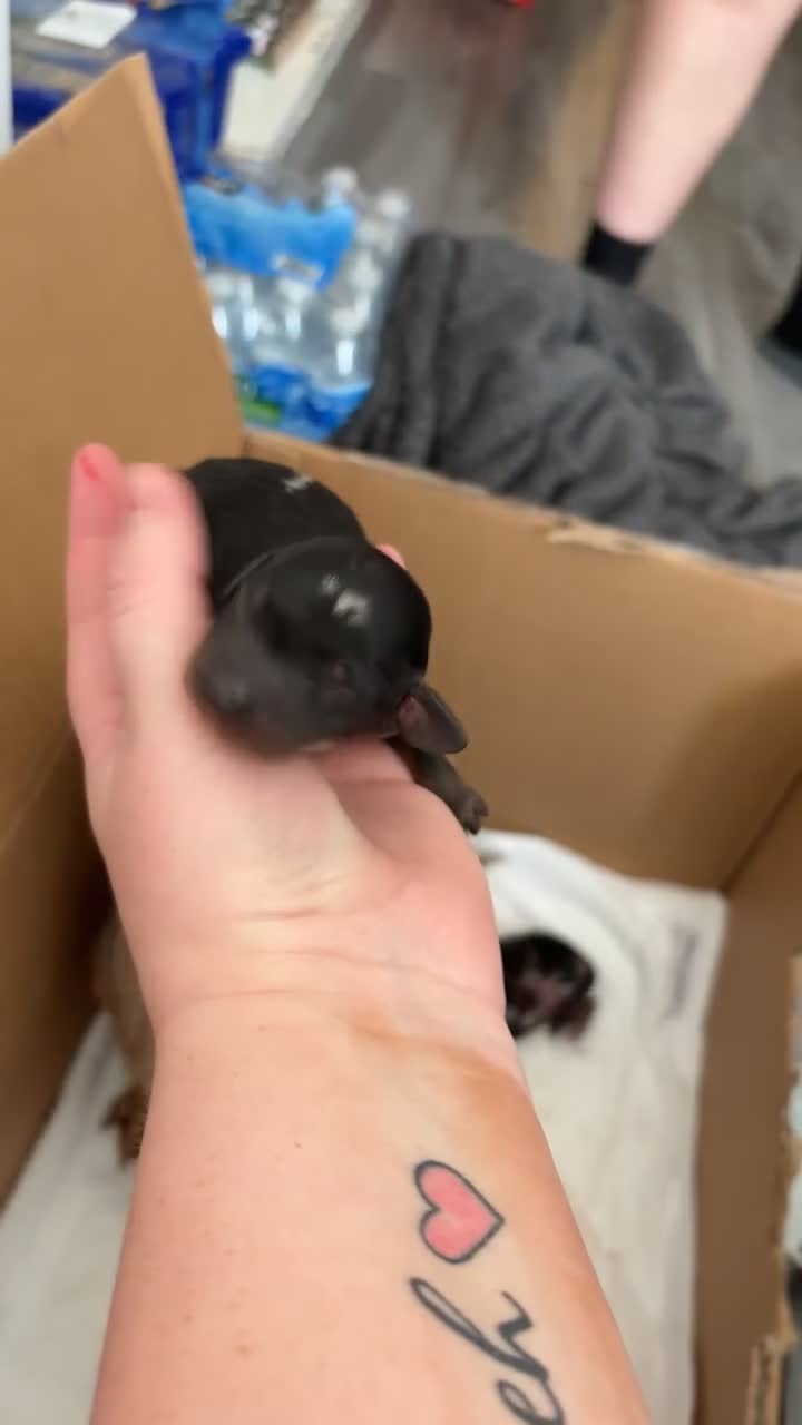 Dachshund dogs for sale: 2 male dachshund available for loving homes - Video 2