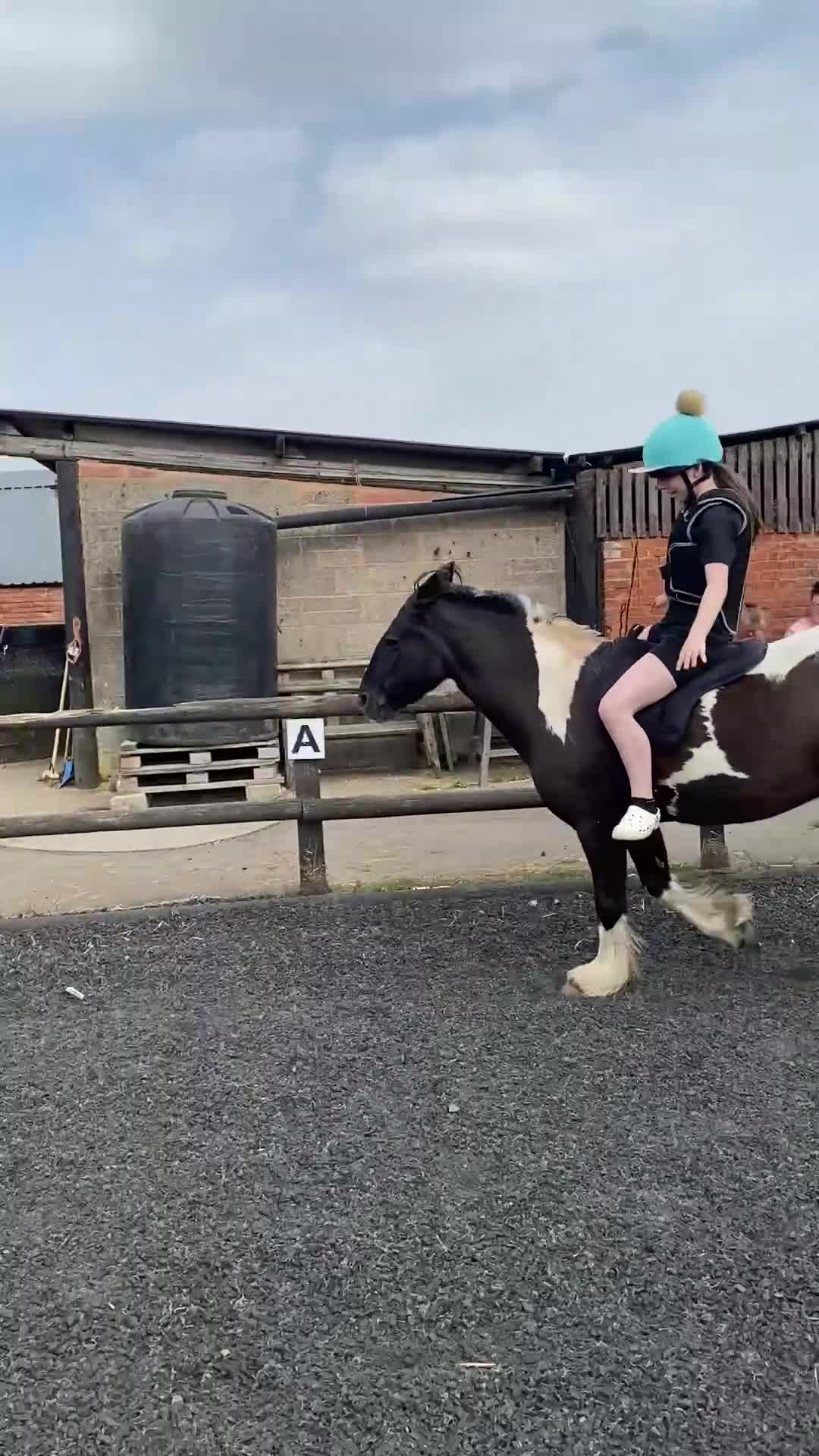 Other Breed horses for sale: Rosie 14hh 19yo cob mare,fun low-level all-rounder - Video 1