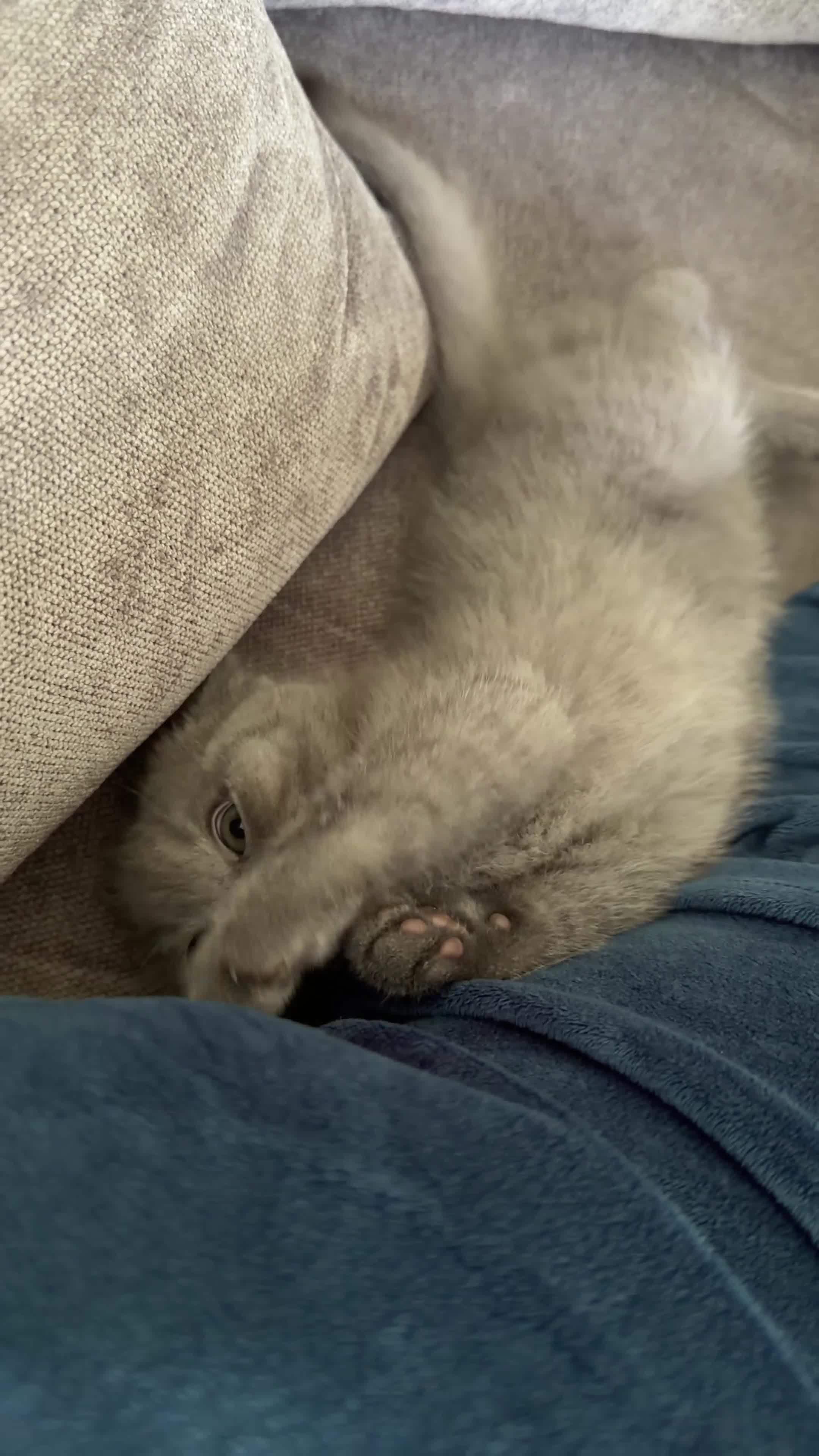 British Shorthair cats for sale: British Shorthair Kittens for Sale – 5 Available! - Video 1
