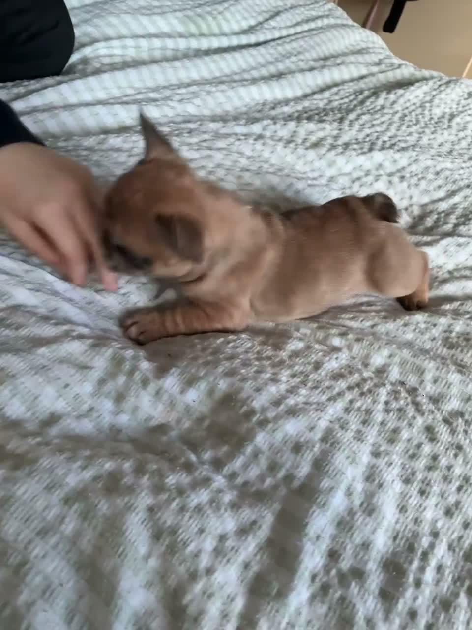 French Bulldog dogs for sale: 🐾 ❤️ Beautiful Red Merle Female French Bulldog  - Video 1