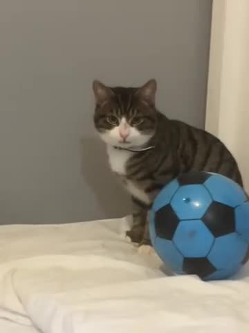 Mixed Breed cats for sale: Tabby kitten - Video 1