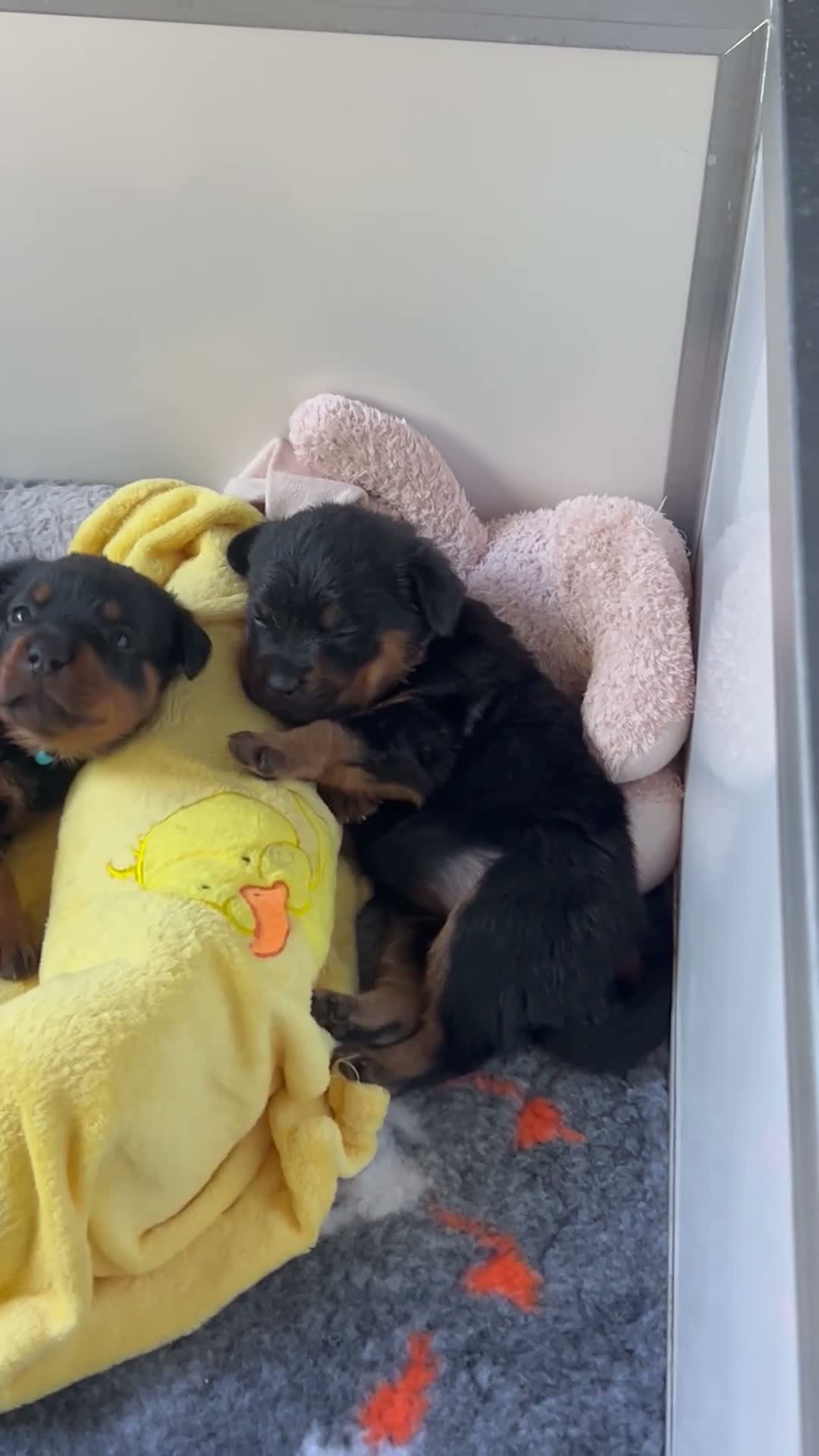 Rottweiler dogs for sale: Health tested Rottweiler puppy’s for sale  - Video 3