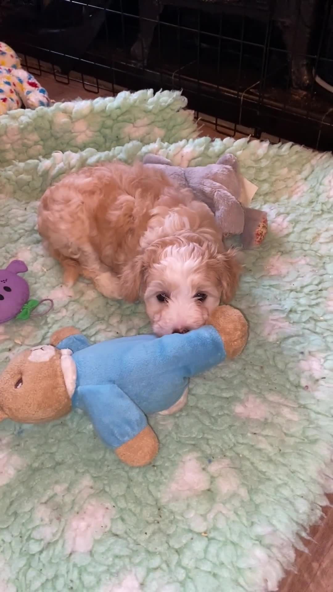 Chinese Crested dogs for sale: TRULY TRULY SCRUMPTIOUS apricot powder puff GIRL   - Video 1