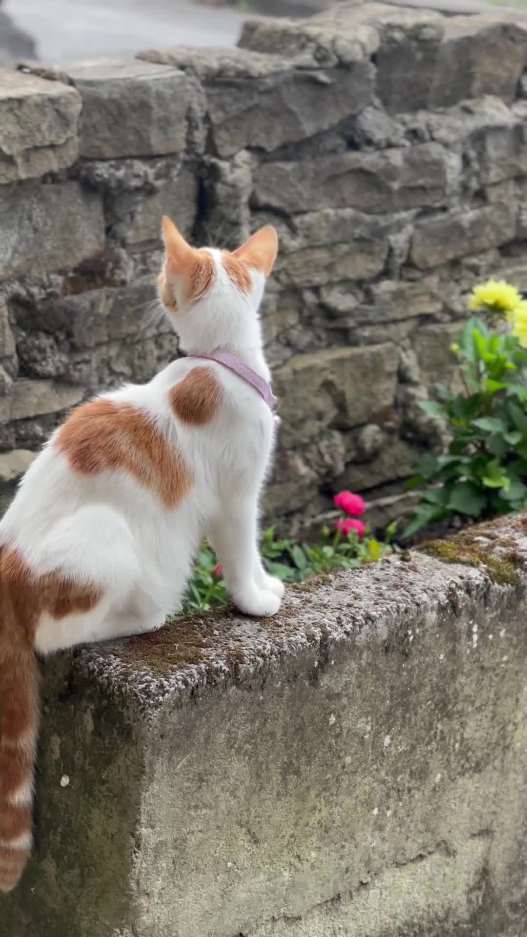 British Shorthair cats for sale: 2 year old cat female for urgent buyer - Video 1