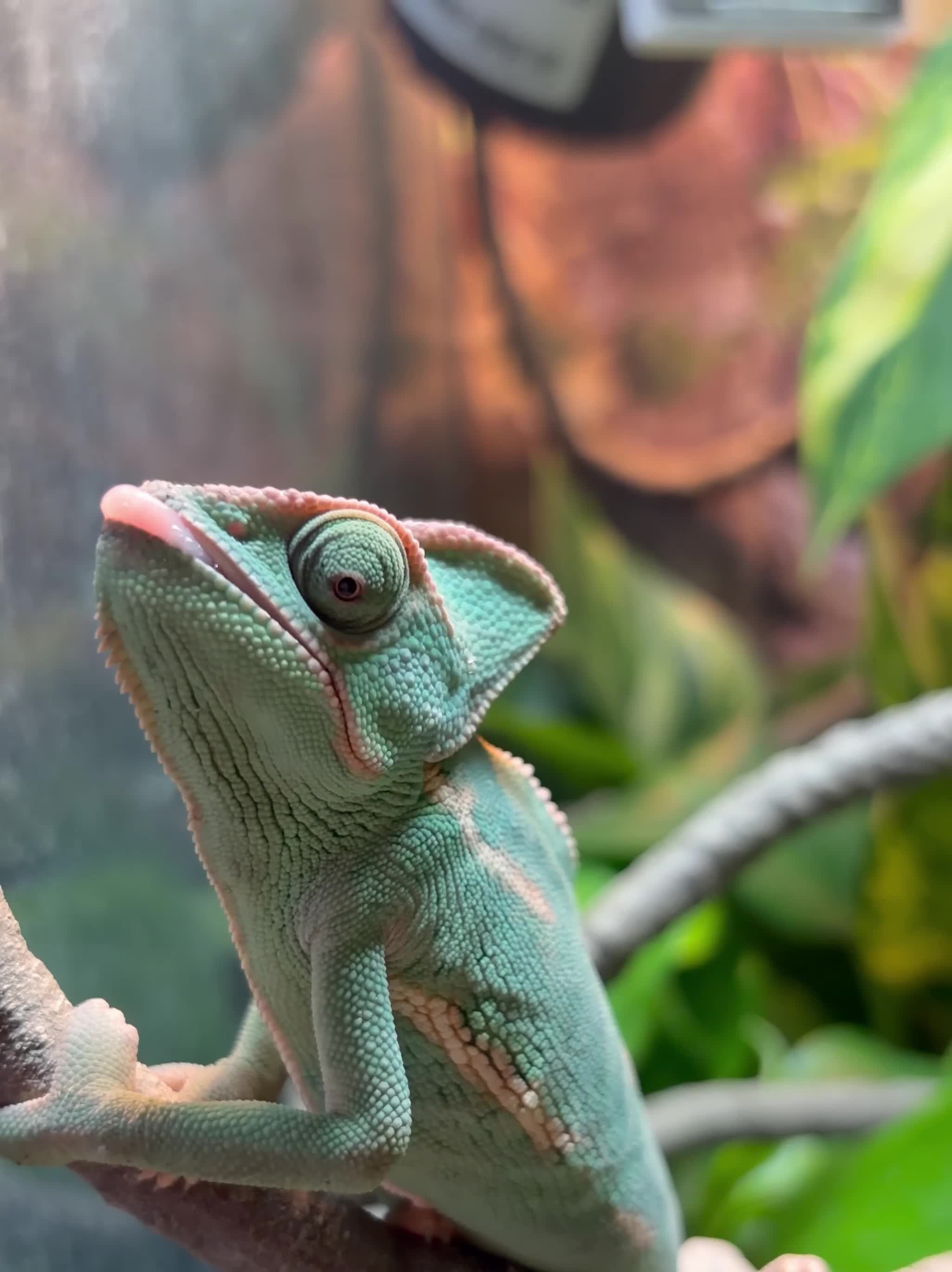 Chameleon reptiles for sale: Yemen Veiled Chameleon  in Dover - Video 1