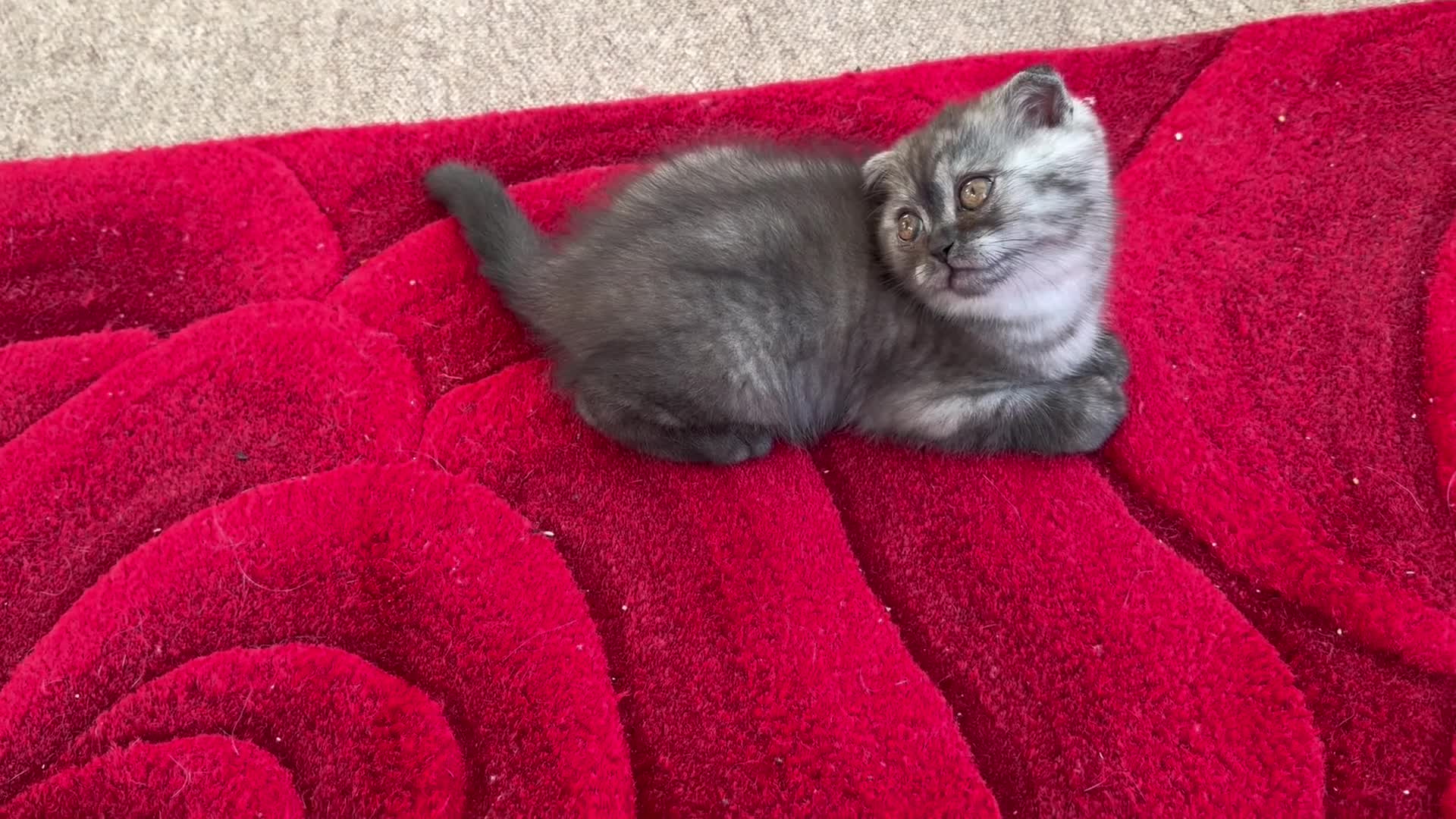 Scottish Fold cats for sale: Scottish fold , British shorthair  - Video 2