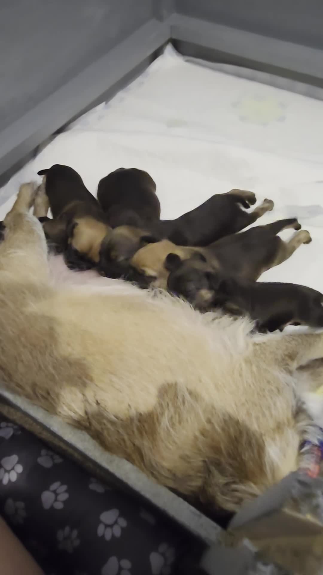 Border Terrier dogs for sale: Border terrier for sale  - Video 2