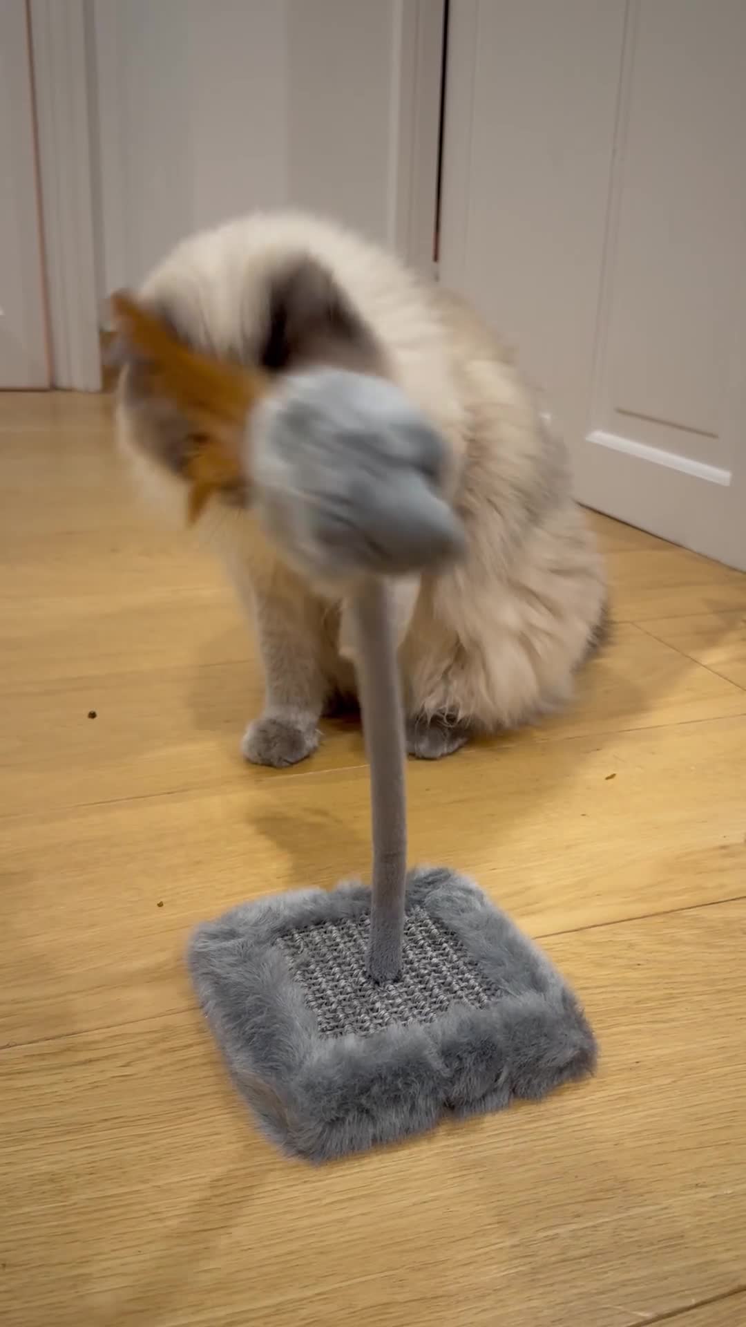 Ragdoll cats for sale: Beautiful five year old Ragdoll  - Video 3