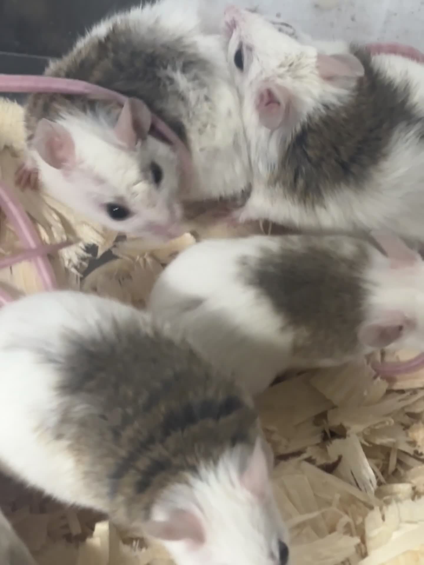 Rat rodents for sale: African soft fur rats  - Video 1