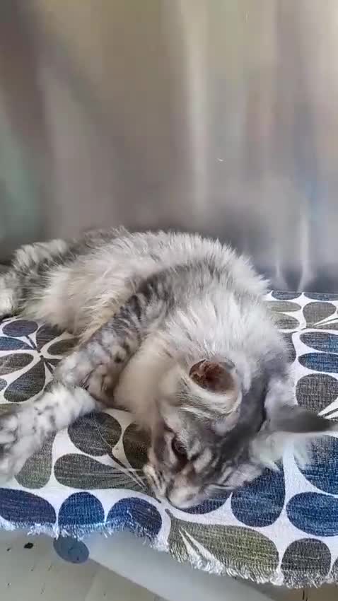 Maine Coon cats for sale: black smoke/silver polydactyl boy&girlTICAmaineco  - Video 1
