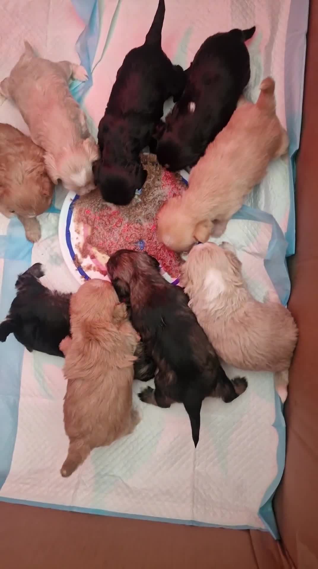 Shorkie dogs for sale: Adorable fluffy shorkies puppies  - Video 1