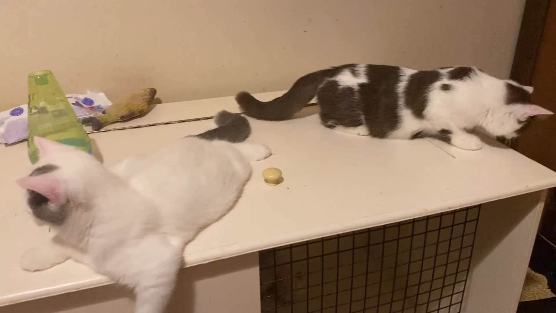 British Shorthair cats for sale: Last Remaining GCCF BSH Kitten – Ready Now! - Video 3