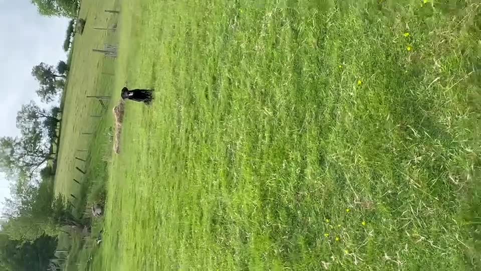 Labrador Retriever dogs for sale: 3 year old part trained black Labrador  - Video 3