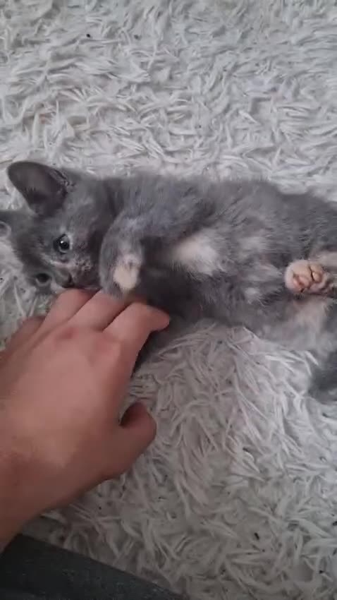 Mixed Breed cats for sale: Beautiful fluffy kittens - Video 3