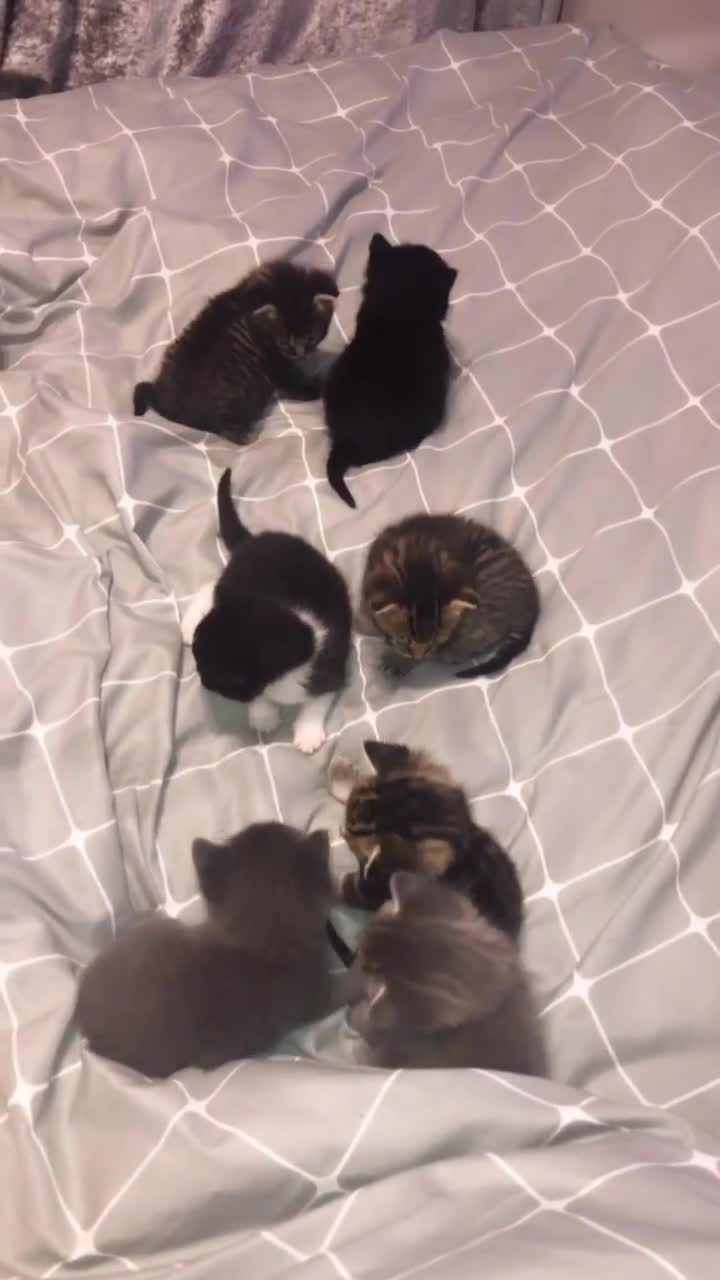Mixed Breed cats for sale: 3 BABY KITTENS LEFT 🩷🩷🩵 - Video 1