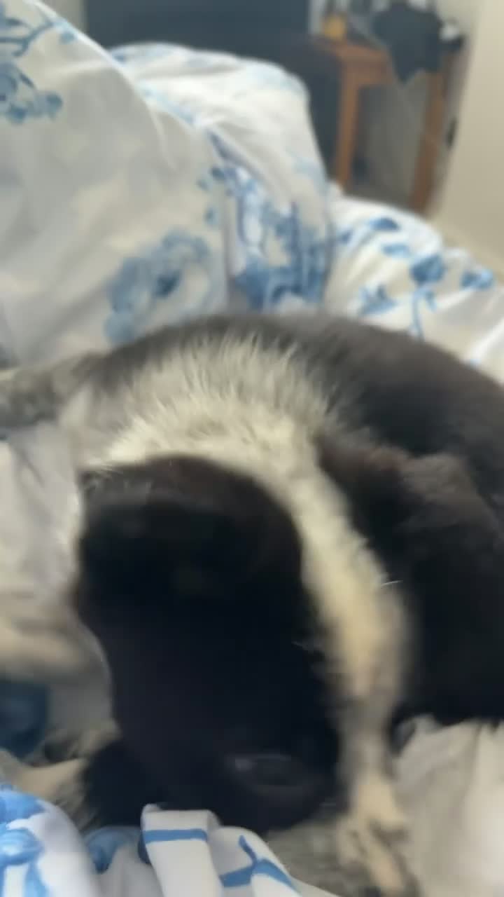 Border Collie dogs for sale: 8 Week Old Border Collie - Video 1