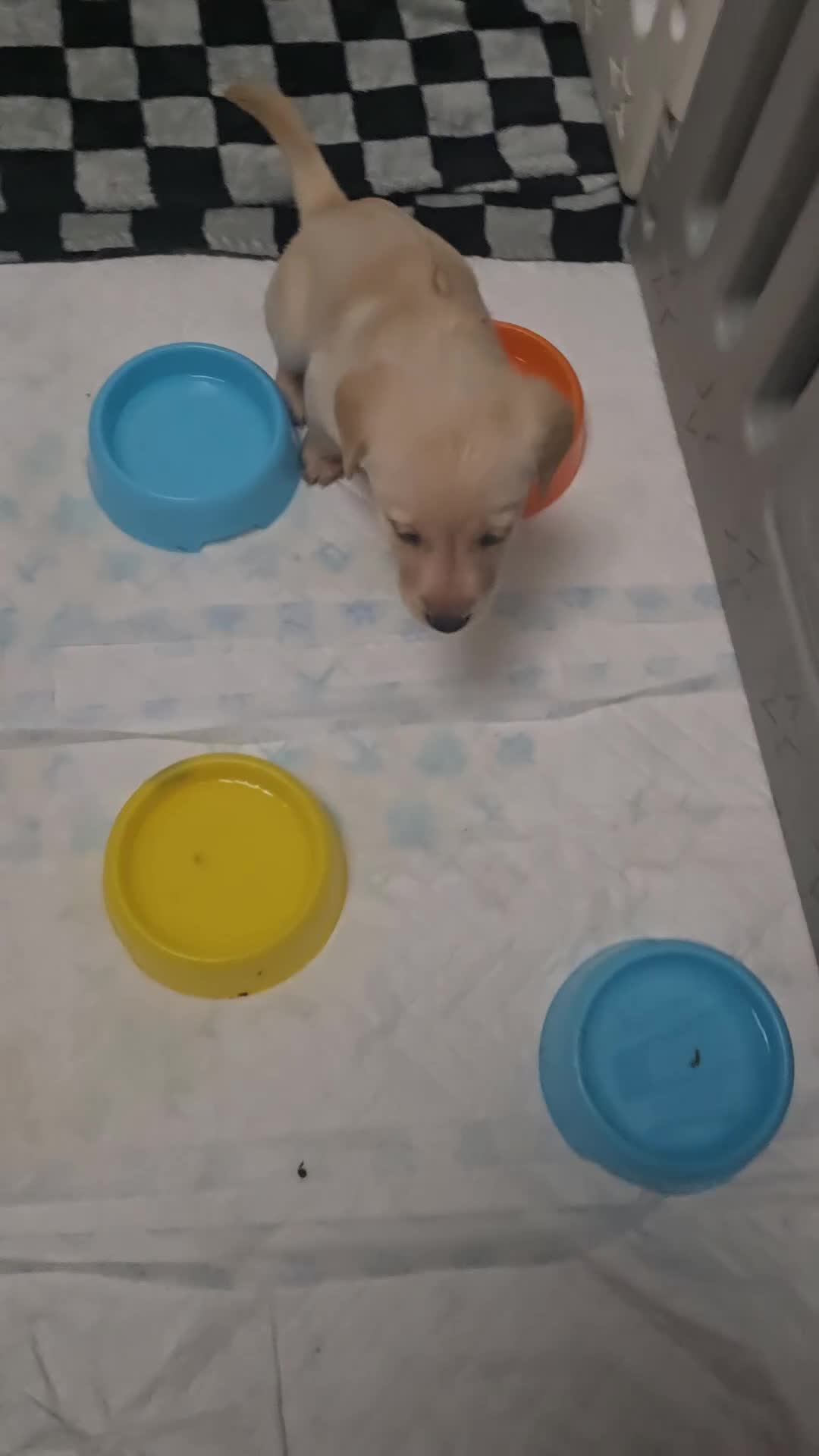 Labrador Retriever dogs for sale: Beautiful labrador retriever puppies  - Video 3