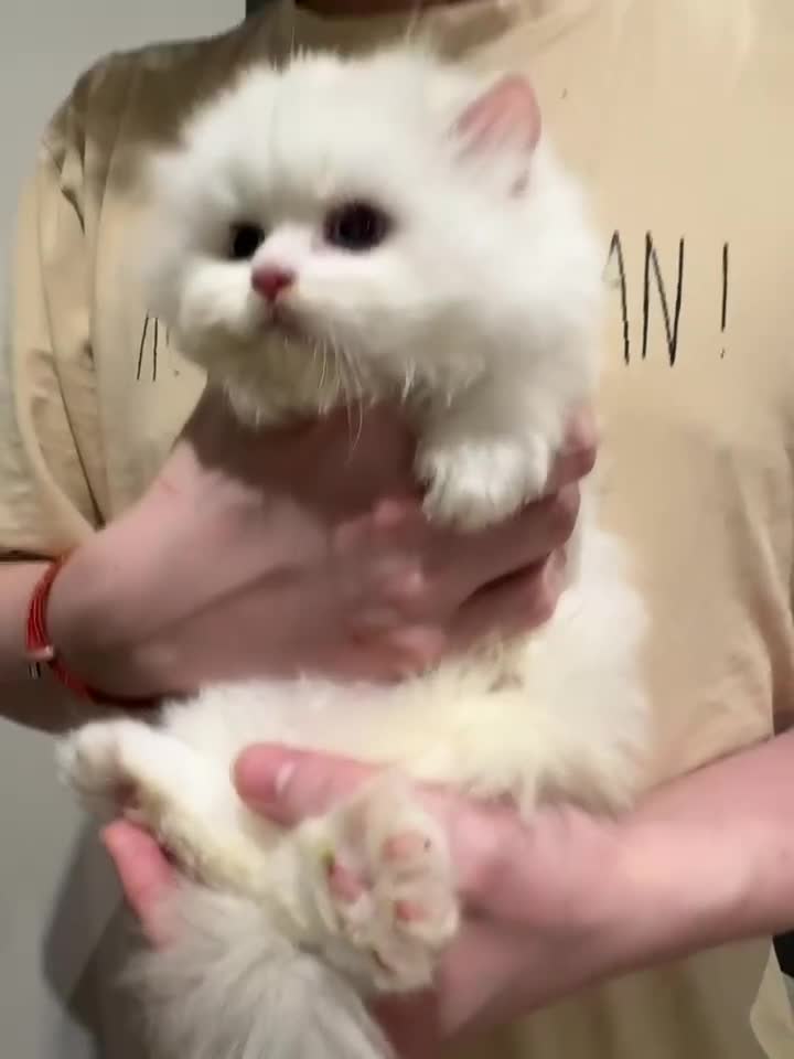 Munchkin cats for sale: Top level Super stunning & rare Minuet - Video 1