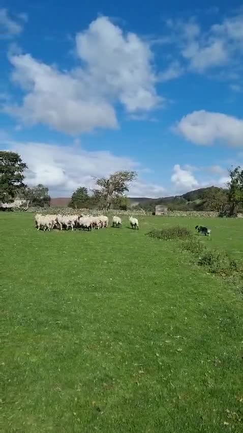 Border Collie dogs for stud: *proven* health tested working merle border collie in Leeds - Video 2