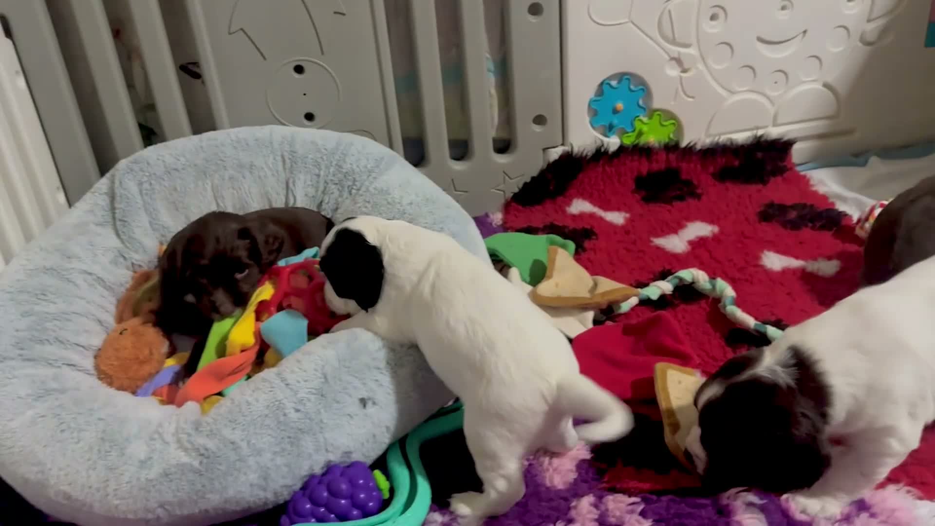 Sprocker dogs for sale: Sprocker Spaniel pups  in Stranraer - Video 2