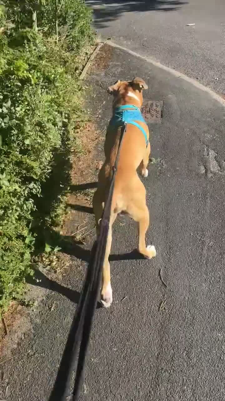 Mixed Breed dogs for sale: Tyson - Video 1