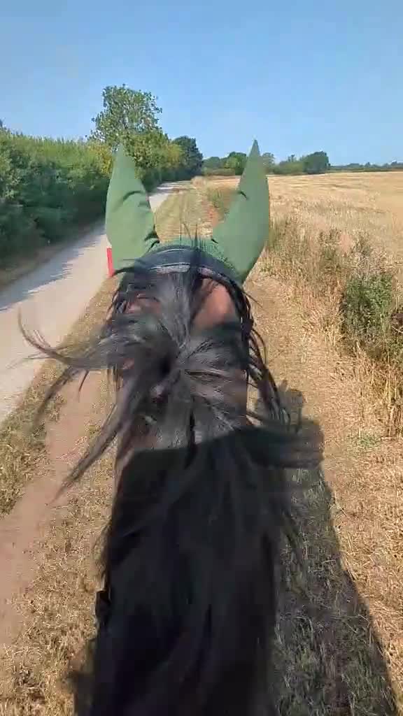 English Thoroughbred horses for sale: Beautiful tb gelding for sale - Video 1