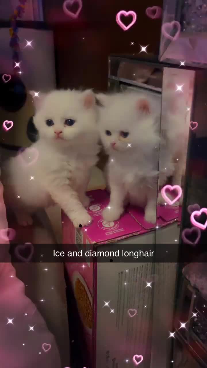 British Shorthair cats for sale: british shorthair cross maincoon  - Video 1