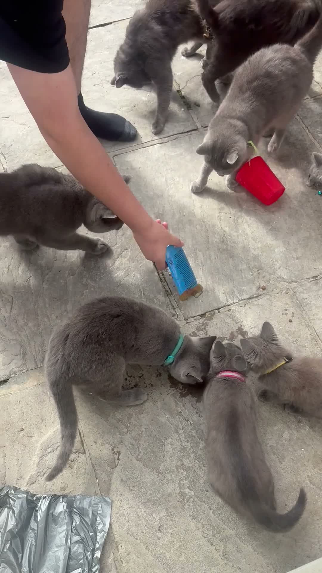 British Shorthair cats for sale: British Shorthair kittens  - Video 4