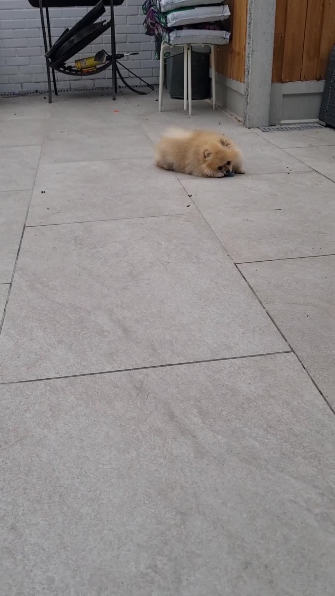 Pomeranian dogs for sale: Stunning Teddy purebreed Russian/Ukrainian poms in Basildon - Video 2