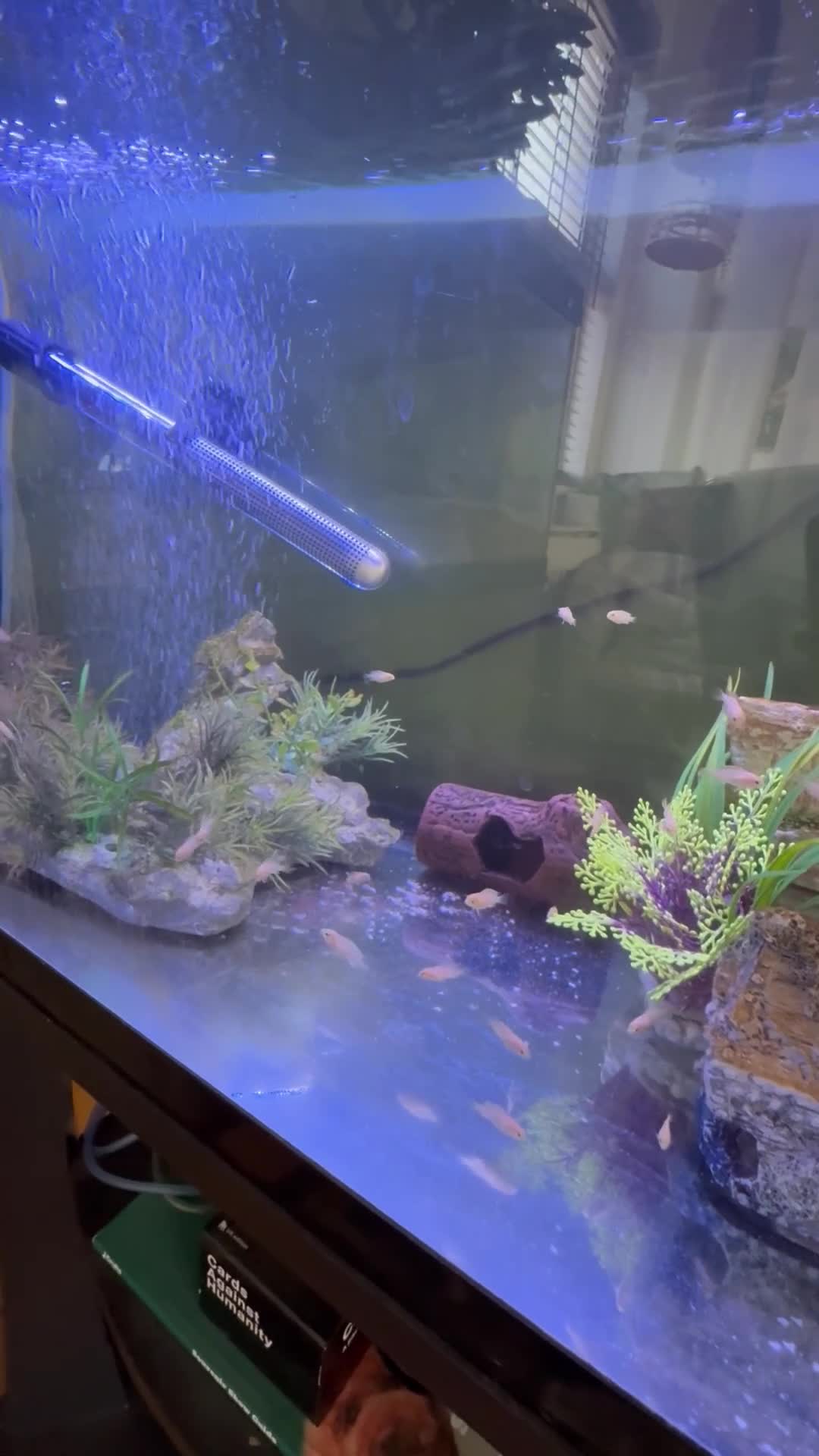 Cichlids fish for sale: Yellow lab mbuna cichlids - Video 1