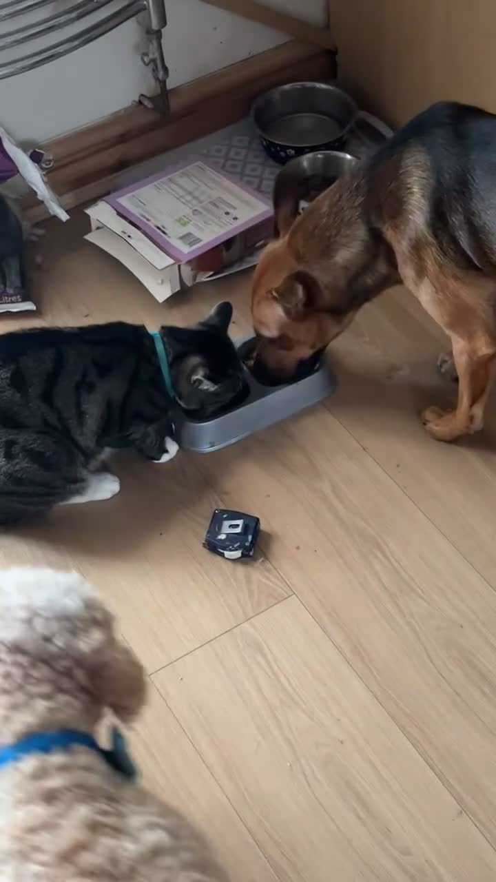 Mixed Breed dogs for sale: Collie Cross Border Terrier  - Video 3