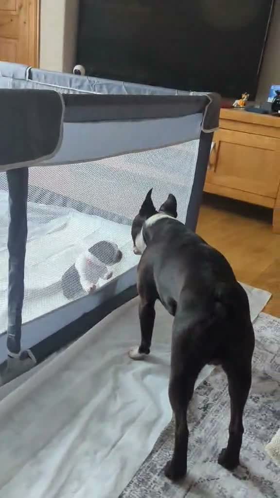 Boston Terrier dogs for sale: Beautiful Boston Terrier Puppies For Sale - Video 4