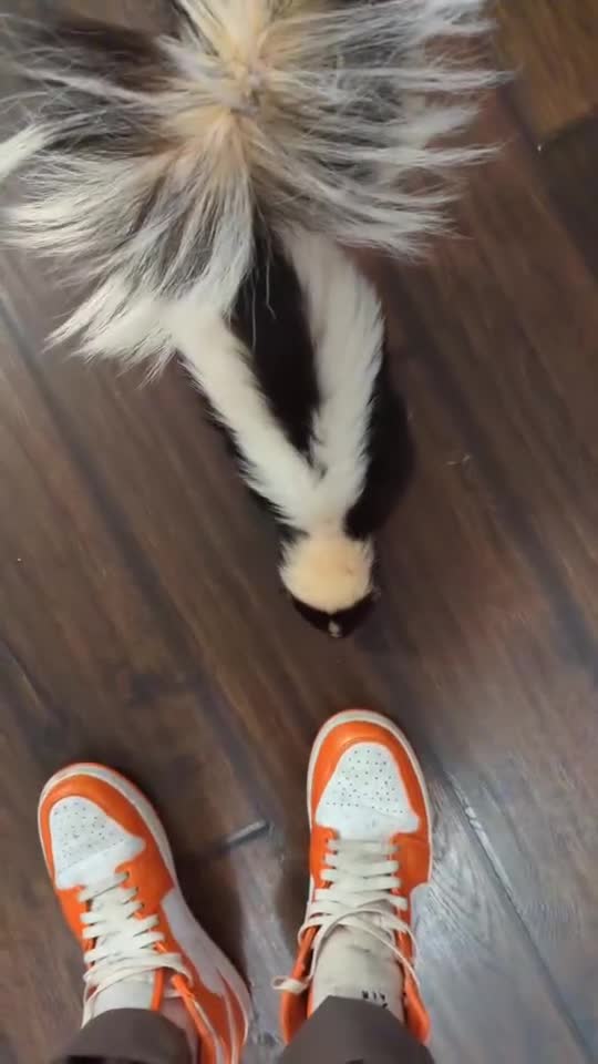 Mixed Breed rodents for sale: Tame Female skunk  - Video 1