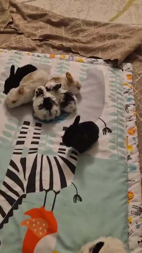 Mixed Breed rabbits for sale: They are mix rex and Dutch  - Video 3