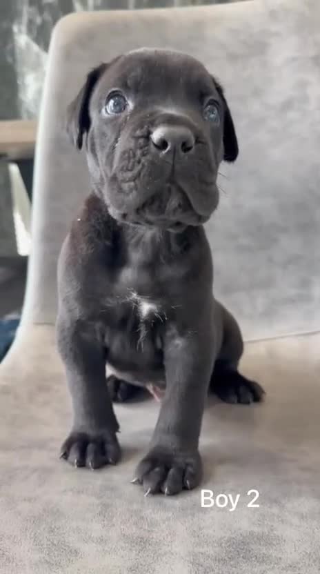 Cane Corso dogs for sale: Ready to collect Exceptional Cane Corso puppies   - Video 1