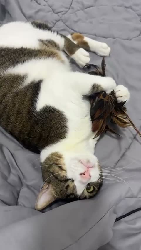 Arabian Mau cats for sale: Beautiful Tito looking for his family 😻 - Video 2