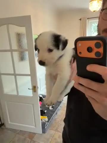 Border Collie dogs for sale: Pure Breed Boarder Collie Pups - Video 2