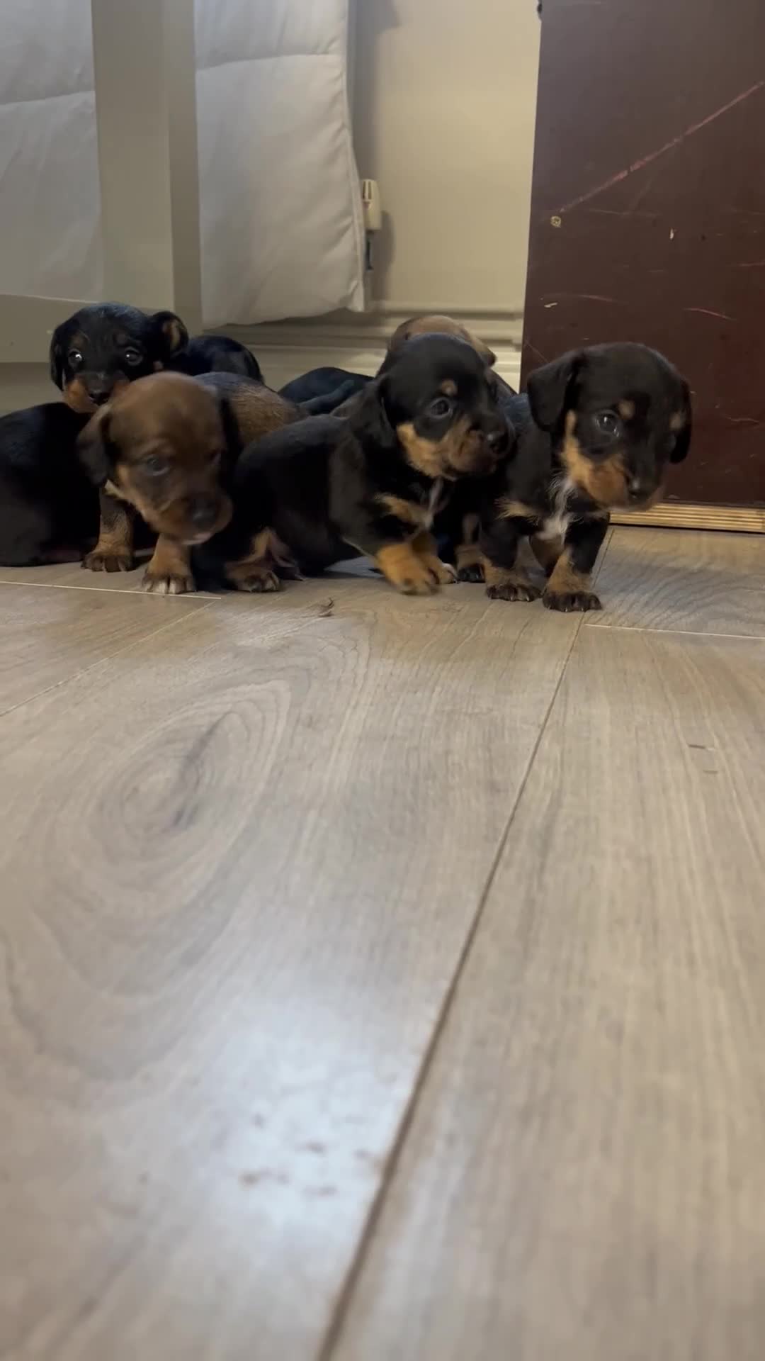 Mixed Breed dogs for sale: 8 beautiful dashaund X Jack Russel puppies  - Video 3