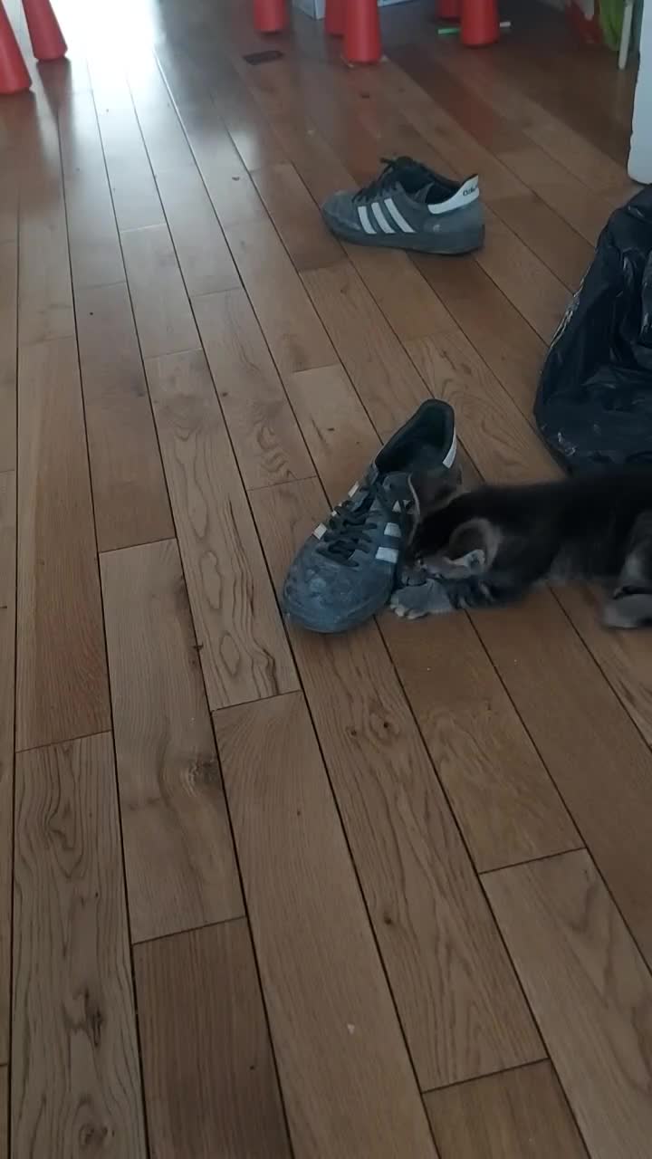 Mixed Breed cats for sale: Kiten male ready for new home  in Enfield - Video 1