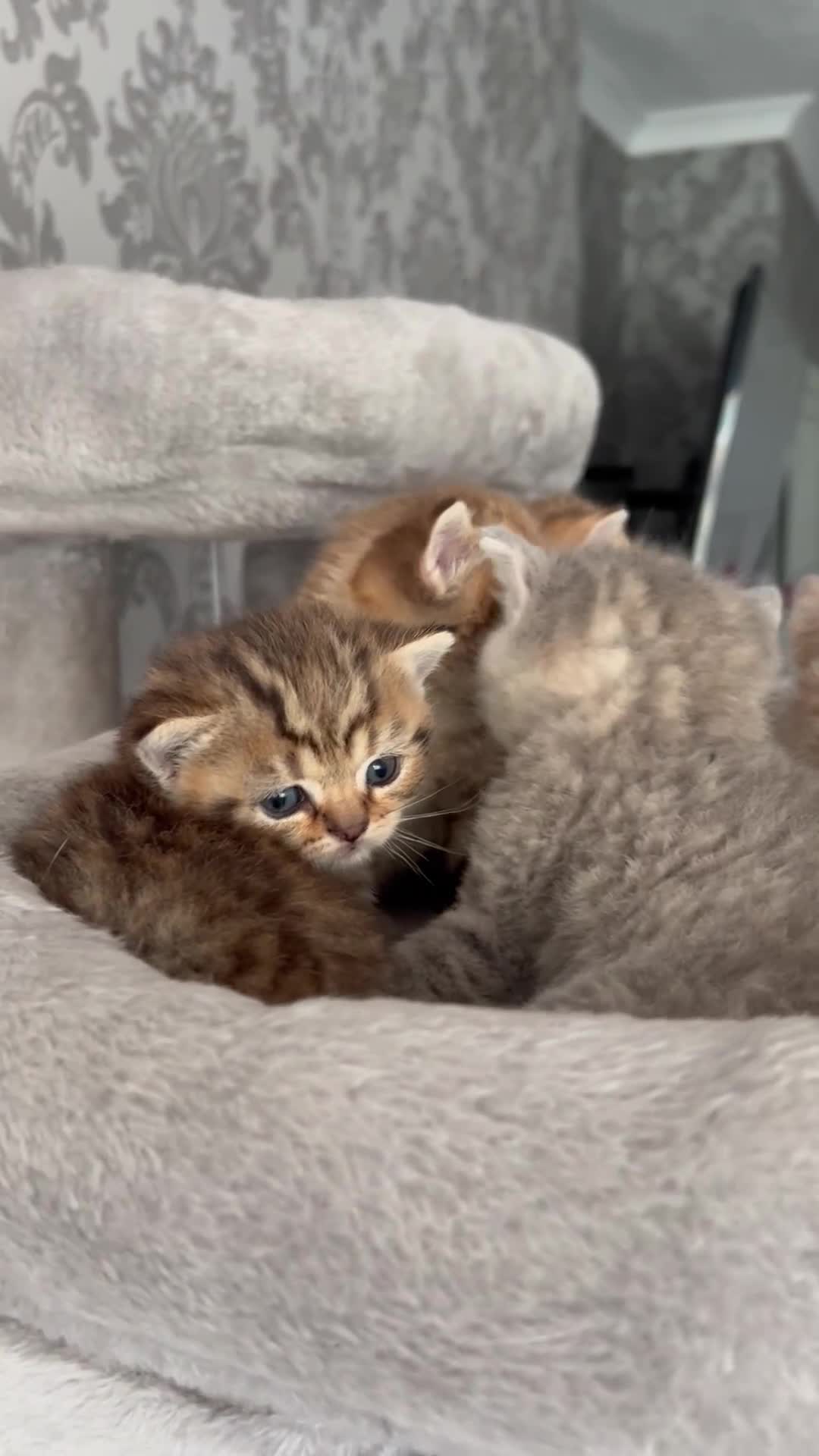 British Shorthair cats for sale: Gorgeous British shorthair kittens  - Video 2
