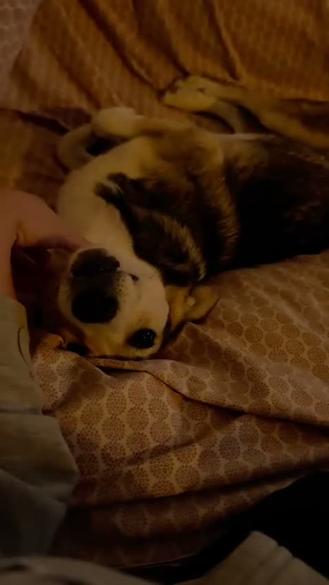 Mixed Breed dogs for adoption: Banjo (terrier mix) in London - Video 1