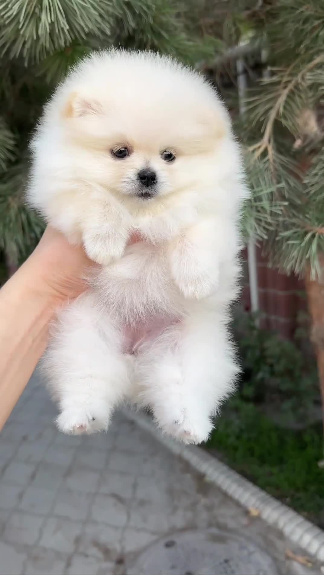 Pomeranian dogs for sale: Pomeranian male and female color light cream - Video 2