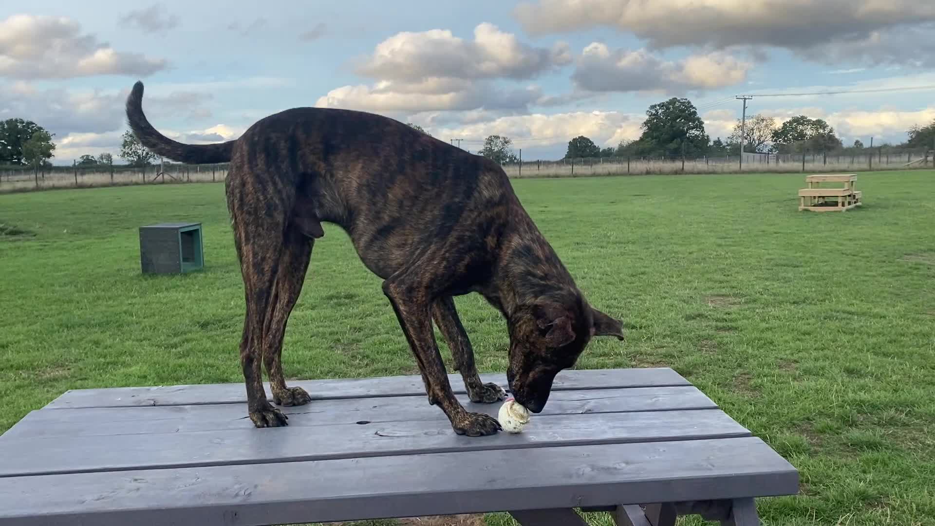 Mixed Breed dogs for sale: Shepherd Mix - Video 1