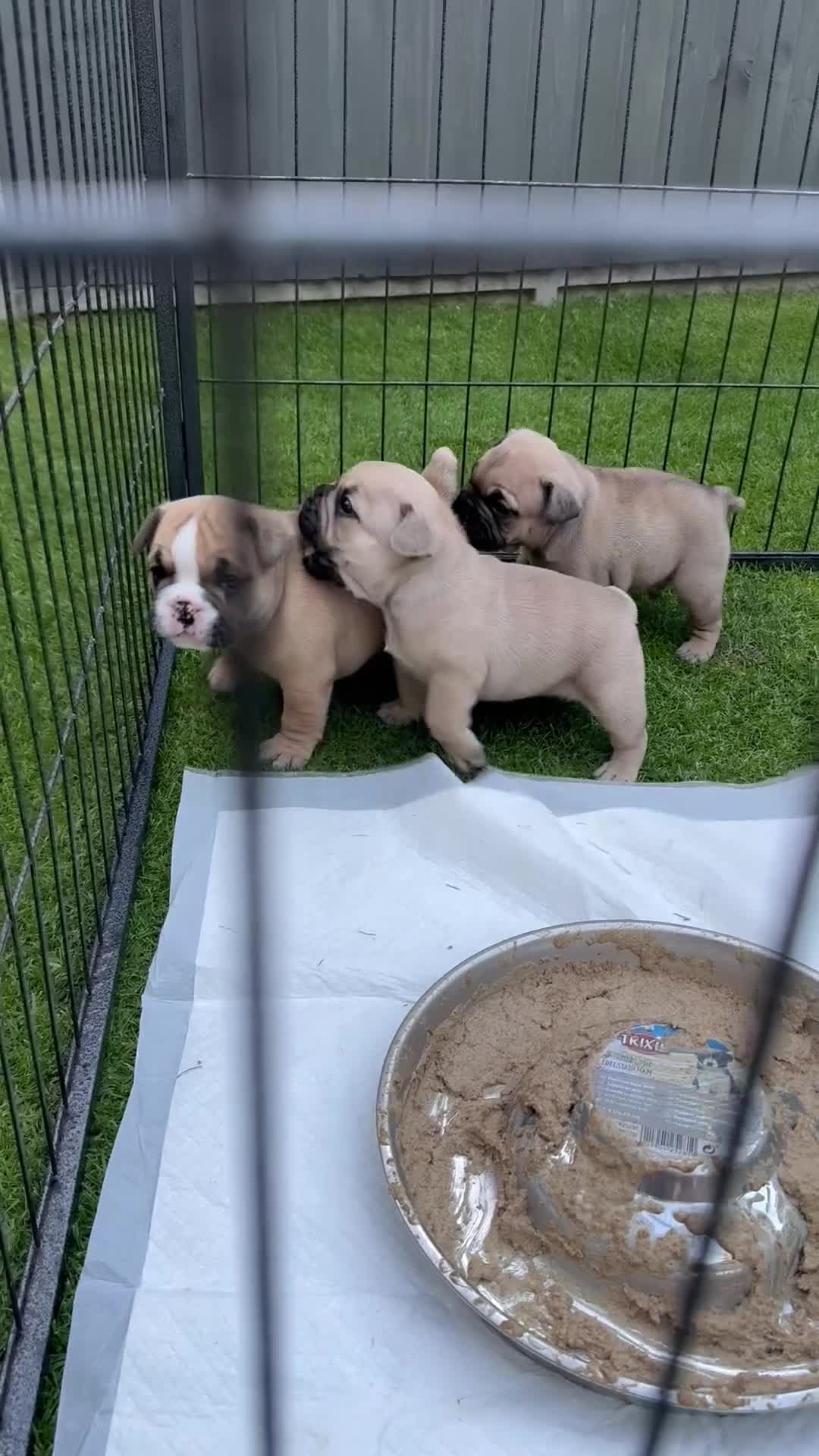 Mixed Breed dogs for sale: French bulldog/ British bulldog puppies  - Video 4